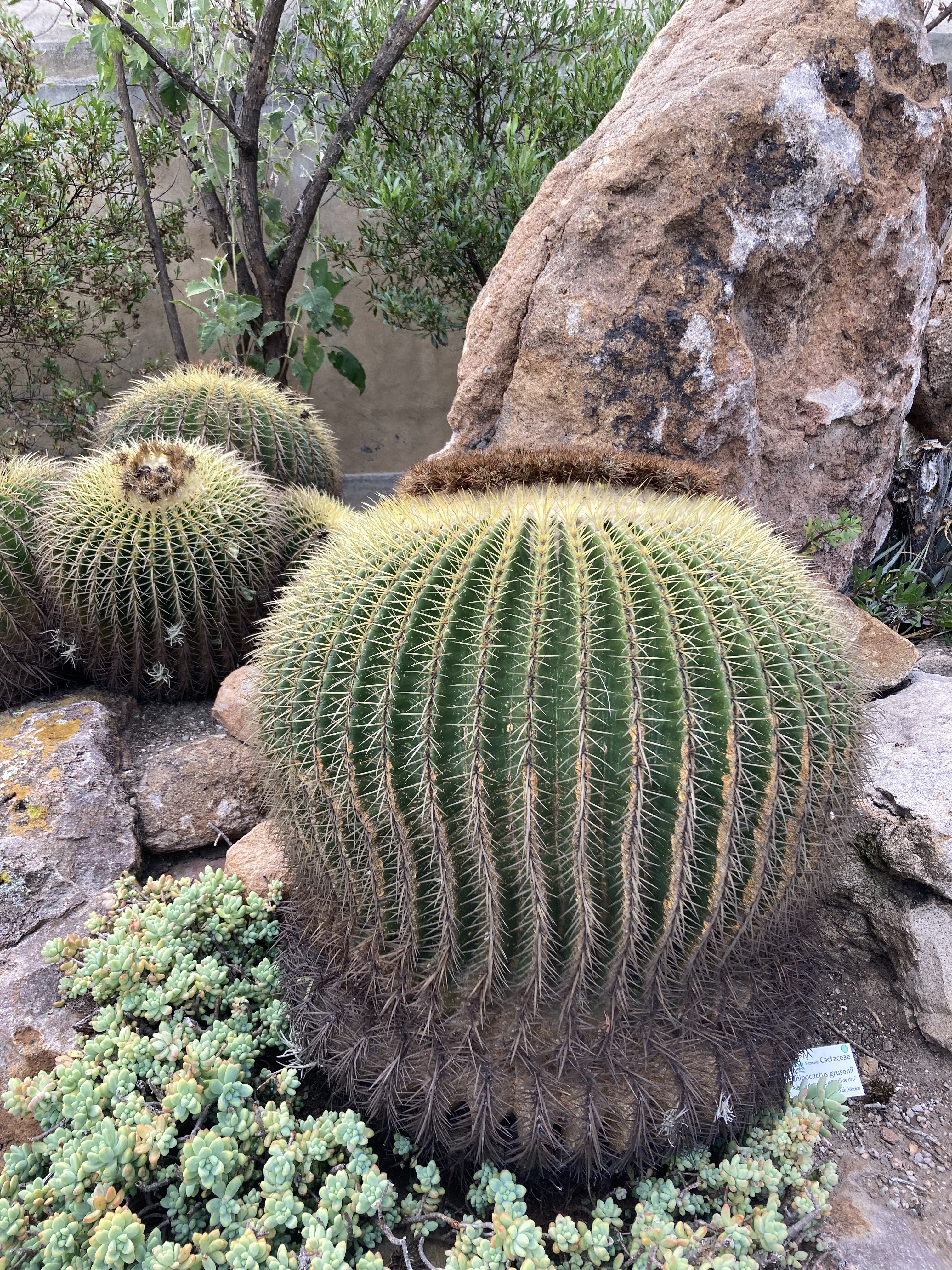 Dr. Hannah Birkenkötter